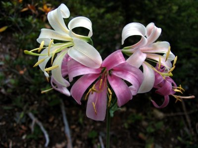 Washington Lily    (Lilium washingtonianum)
