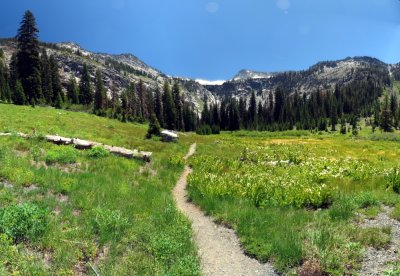 Grizzly Meadow