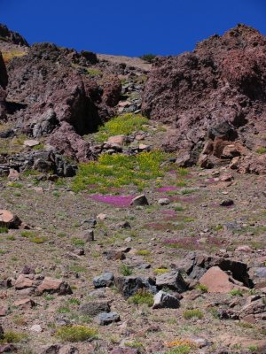 Near Sonora Pass