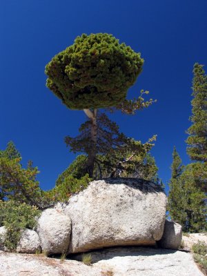 White bark pine with afro