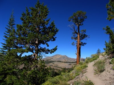 Mountain Juniper