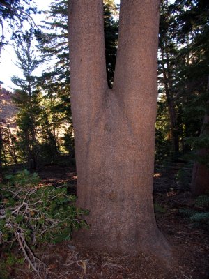 Lodgepole pine with legs