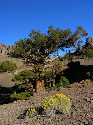 Mountain Juniper