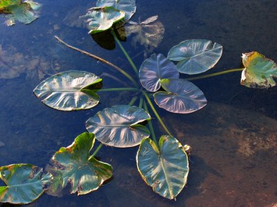 Lily Pad Lake lily pads
