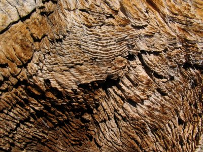 Weathered hemlock stump wood grain