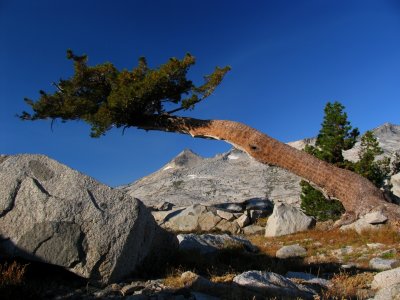Ancient western white pine