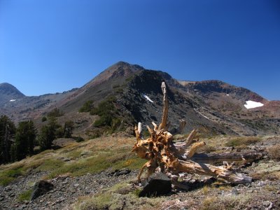 Dicks Peak and whitebark pine