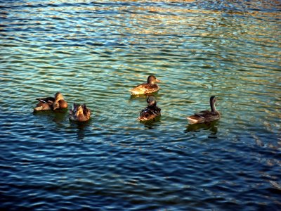 Quacks on Middle Velma Lake