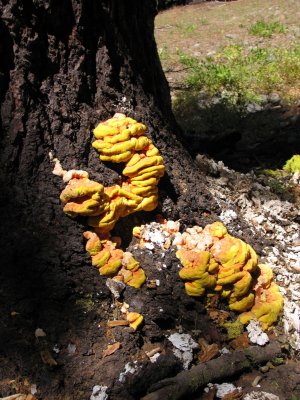 Quinine conk fungus