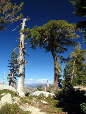 Tale of two trailside trees