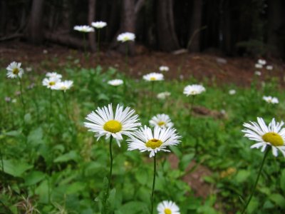 Trailside daisys