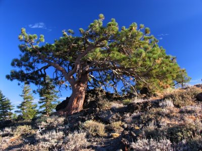 Ancient Jeffery Pine along trail