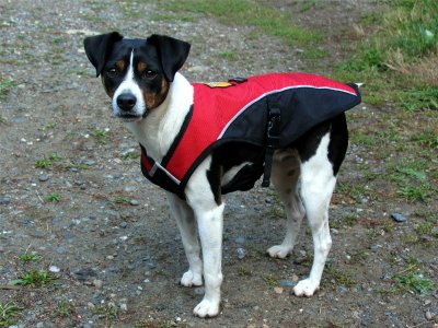 Kelly gets ready for winter with her Ruffwear Overcoat