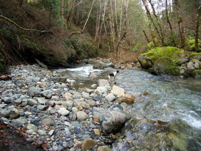 Kelly considers crossing the creek