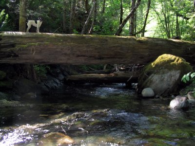 Pika crosses the log on Little Grider