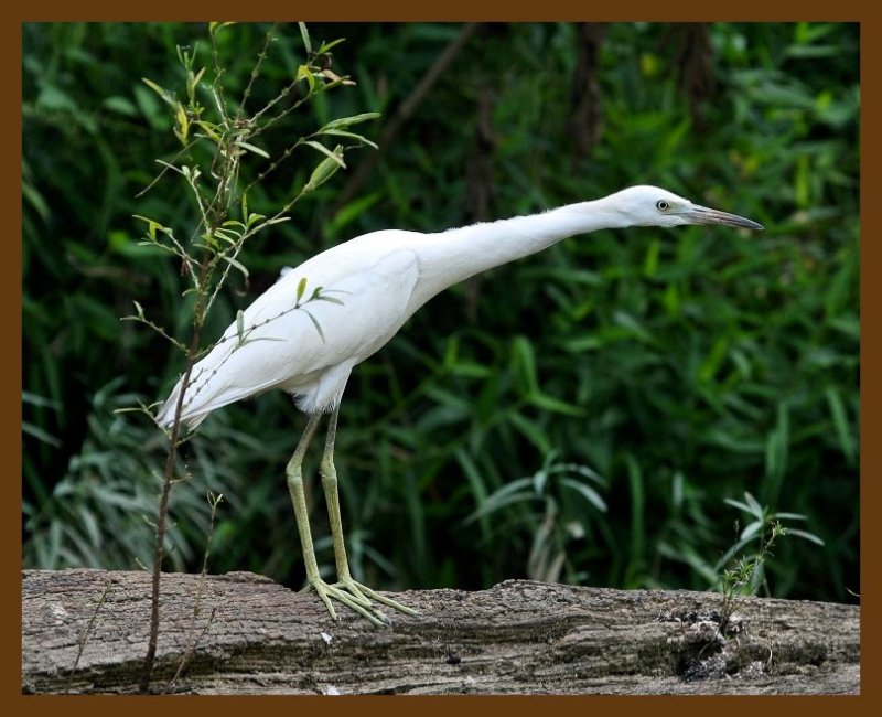 little blue heron-young 8-4-07 4c7b.jpg