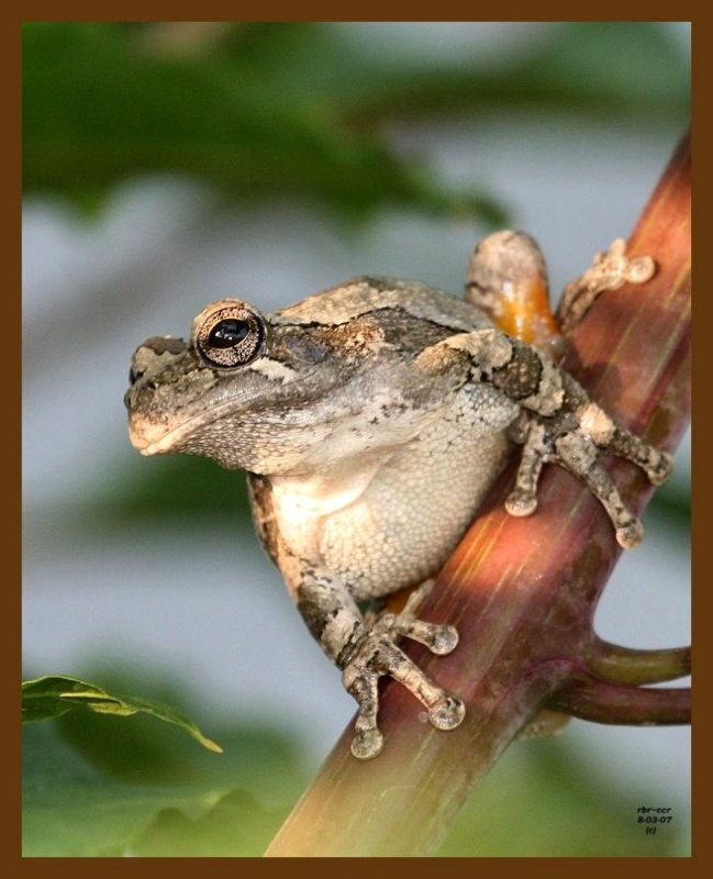 gray-treefrog 8-3-07 4c1b.jpg