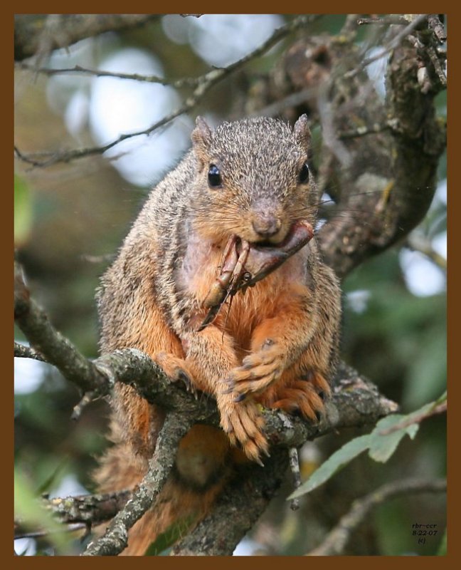 fox-squirrel-crawpappy 8-22-07 4c3b.jpg