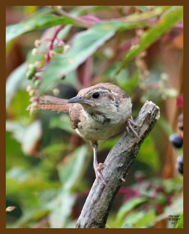 carolina wren 8-22-07 4c2b.jpg