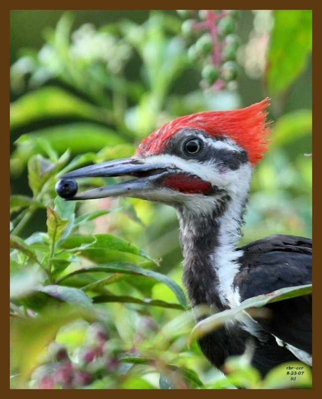 pileated woodpecker 8-23-07 4c5b.jpg