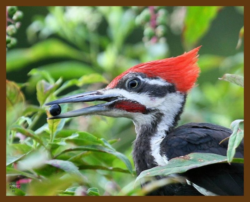 pileated woodpecker 8-23-07 4c4b.jpg
