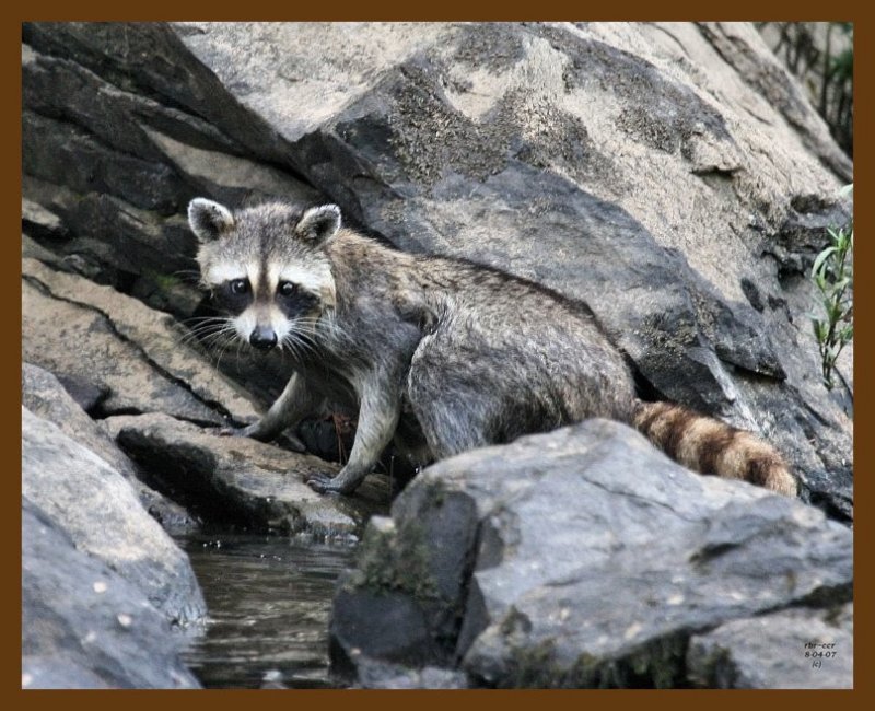 raccoon 8-4-07 4c1b.jpg