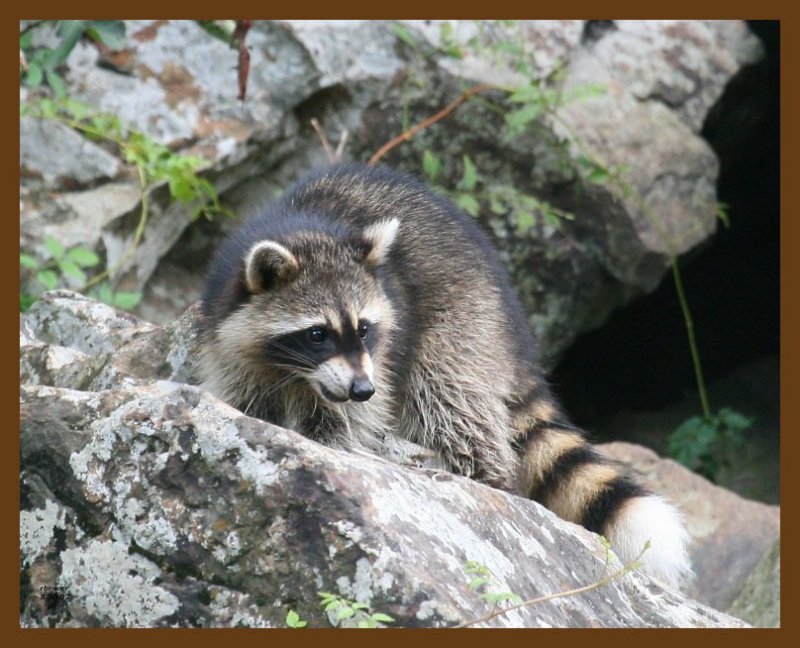 raccoon-young 8-30-07 4c4b.jpg