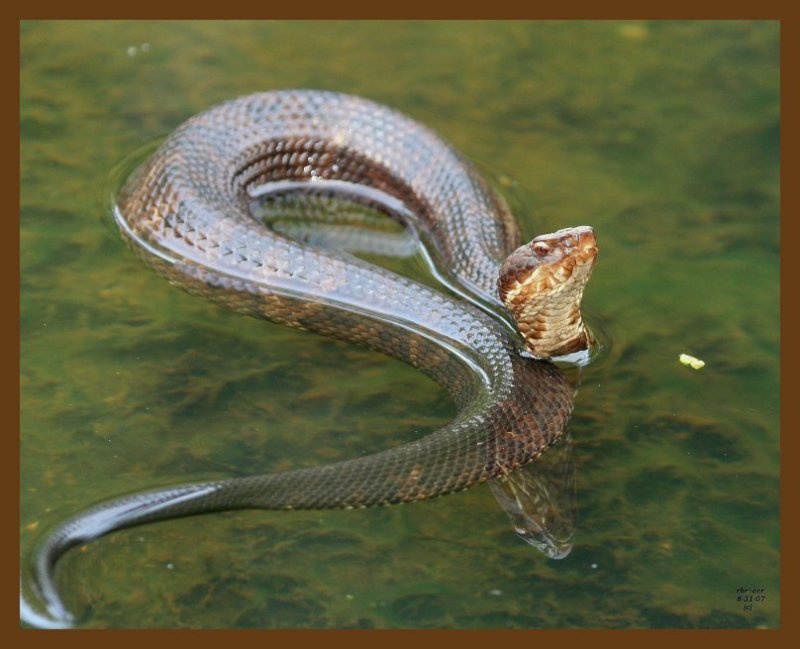 cottonmouth 8-31-07 4c5b.jpg