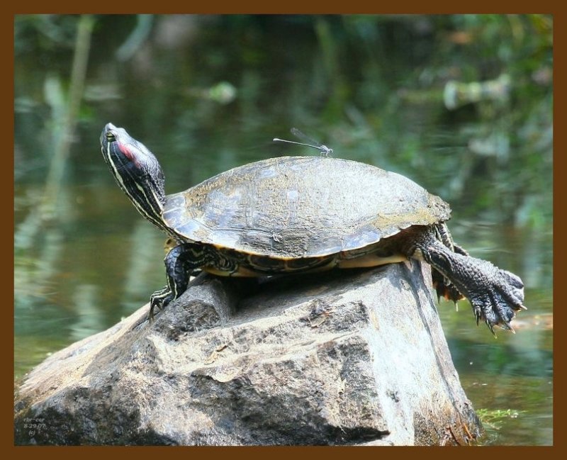 turtle-red-eared slider 8-29-07 4c3b.jpg