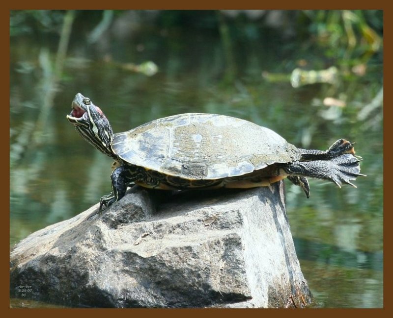 turtle-red-eared slider 8-29-07 4c2b.jpg