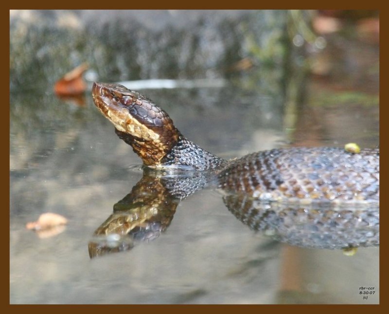 cottonmouth 8-30-07 4c4b.jpg