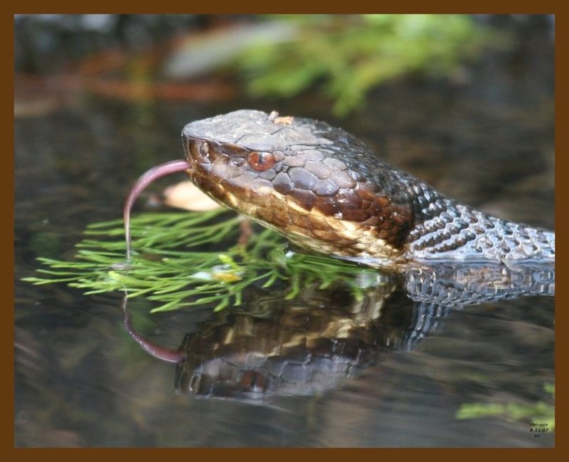 cottonmouth 8-31-07 4c1b.jpg