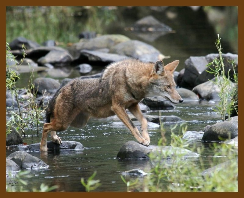 coyote 10-17-07 4c4b.jpg