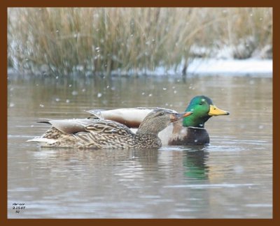 mallards 2-15-07 cl9c1b.jpg