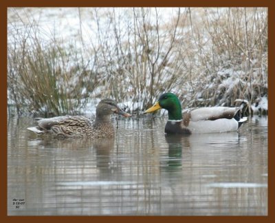 mallards 2-15-07 cl8c1b.jpg