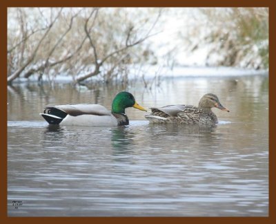mallards 2-15-07 cl7b.jpg