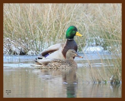 mallards 2-15-07 cl5b.jpg