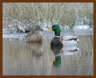 mallards 2-15-07 cl11b.jpg