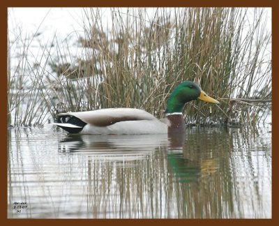 mallard 2-15-07 cl1b.jpg
