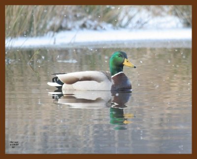 mallard 2-15-07 cl4b.jpg