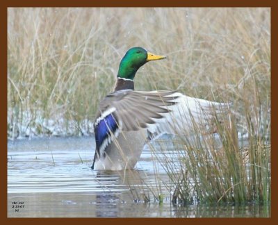 mallard 2-15-07 cl3c1b.jpg
