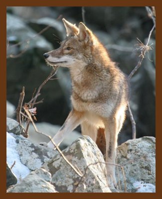 coyote 2-3-07 cl1b.jpg