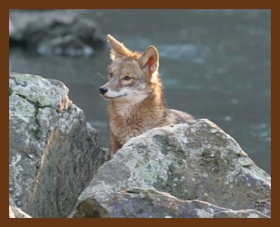 coyote 2-3-07 cl3b.jpg