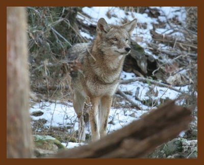 coyote 2-3-07 cl6c1b.jpg