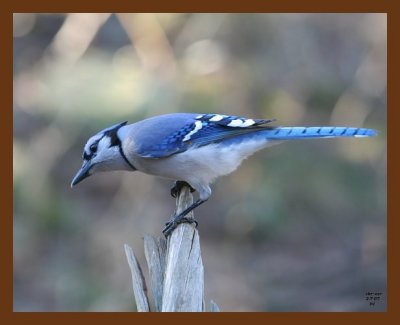 blue-jay 2-7-07 cl1b.jpg