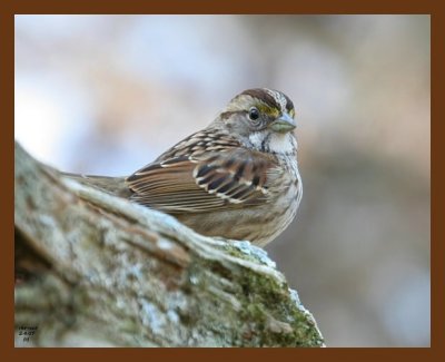 white-throated sparrow 2-4-07 cl2b.jpg
