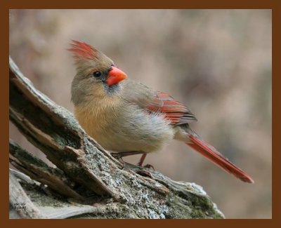 cardinal 2-10-07 cl1b.jpg