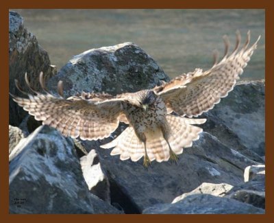 red-tail hawk 2-4-07 cl2b.jpg