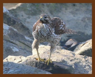 red-tail hawk 2-4-07 cl1b.jpg