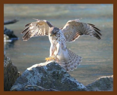 red-tail hawk 2-5-07 cl2b.jpg
